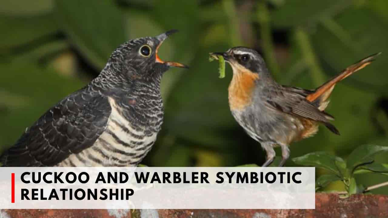 Cuckoo and Warbler Symbiotic Relationship